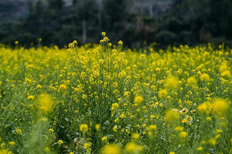 yellow flowers stand in an open field