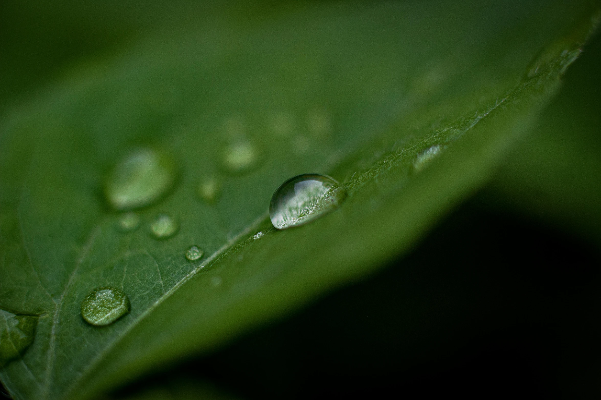 droplets of dew resting on the underside of a leaf