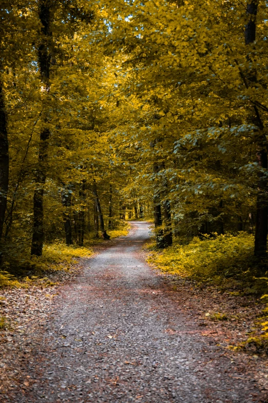 the trees are changing color on this road