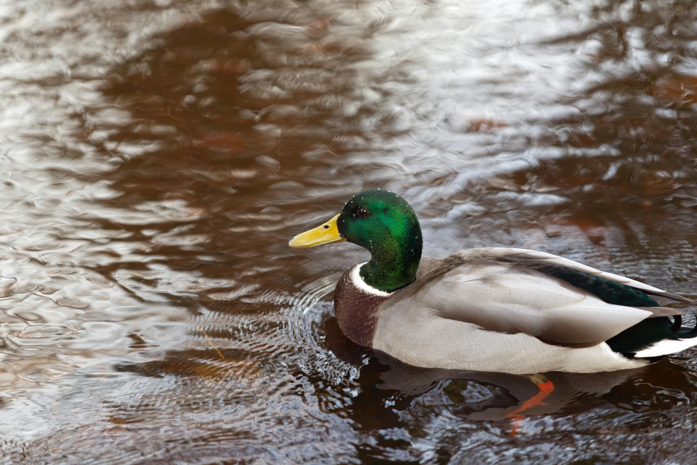 a duck with a colorful head floats on the water