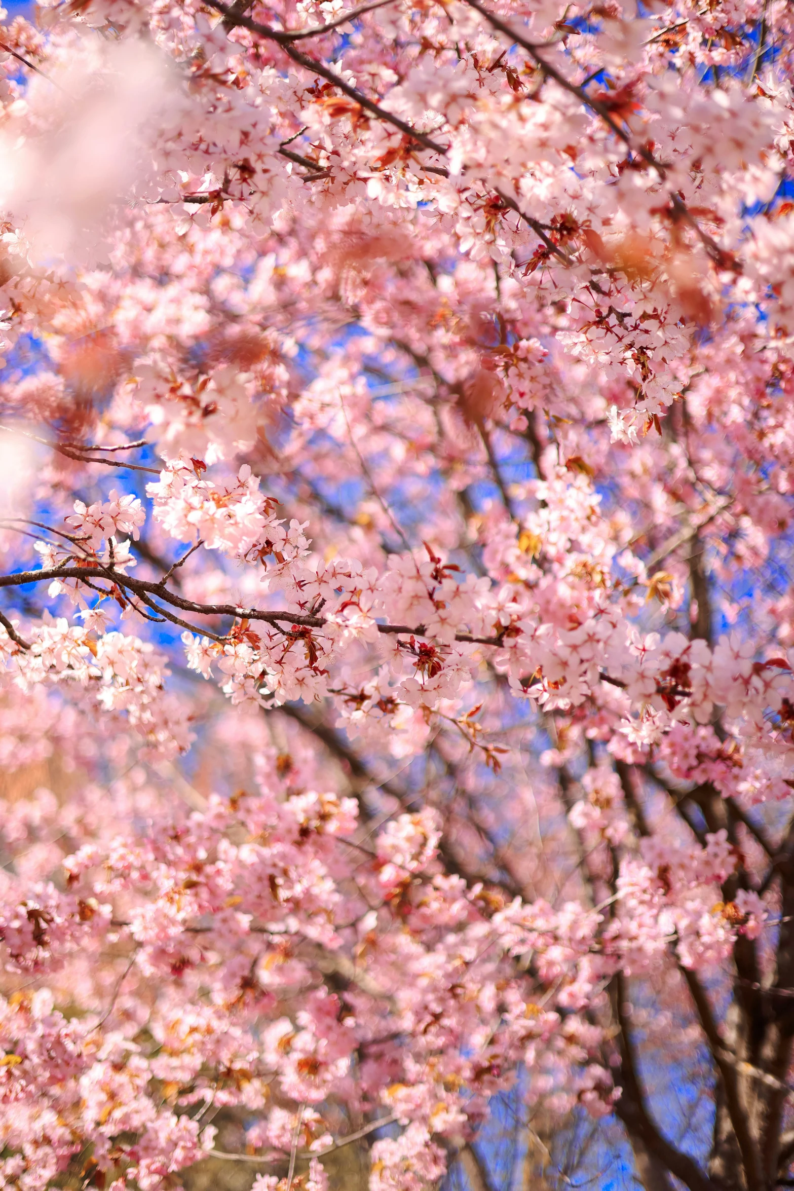 cherry blossoms in bloom with blue sky background