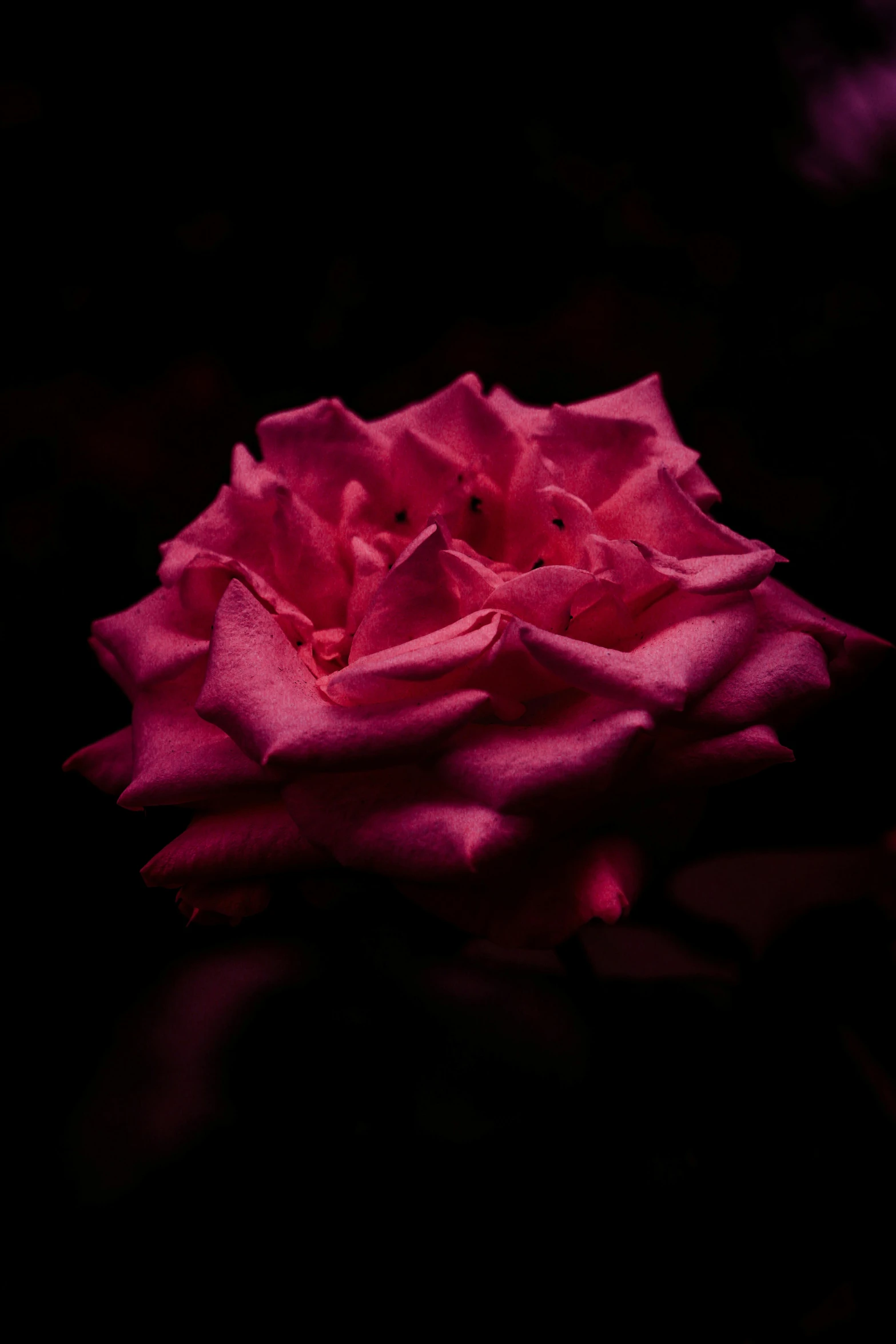 a purple rose is still blooming for the first time