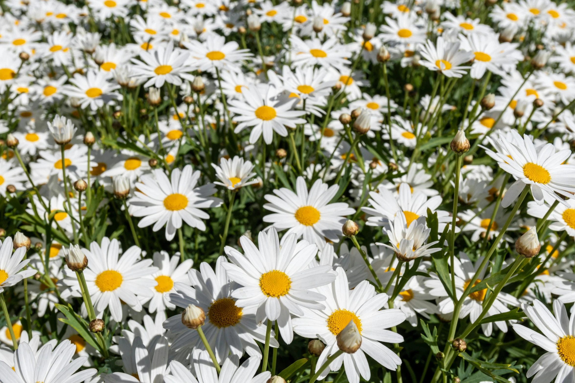 lots of flowers that are in the grass