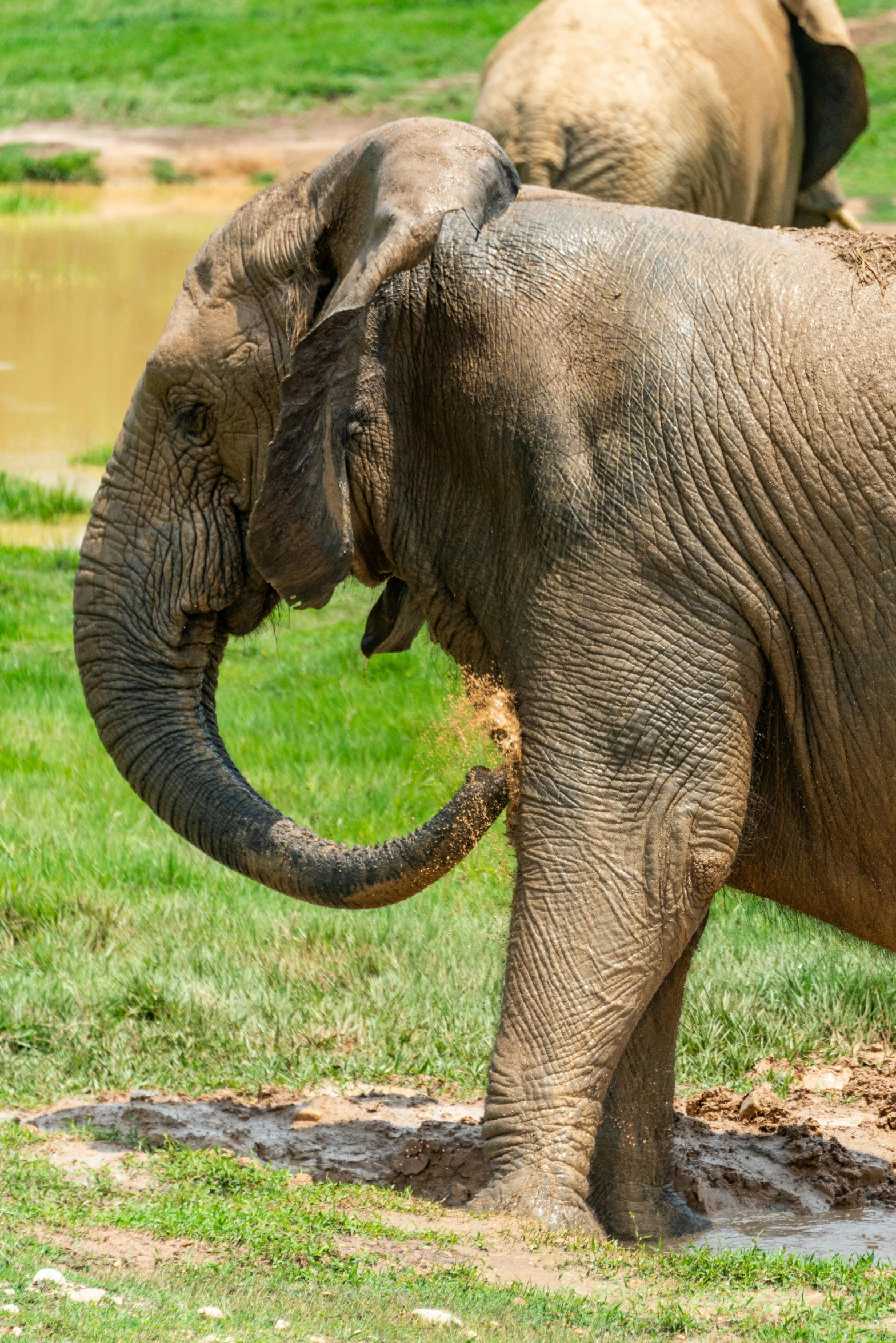 a group of elephants on a grassy field