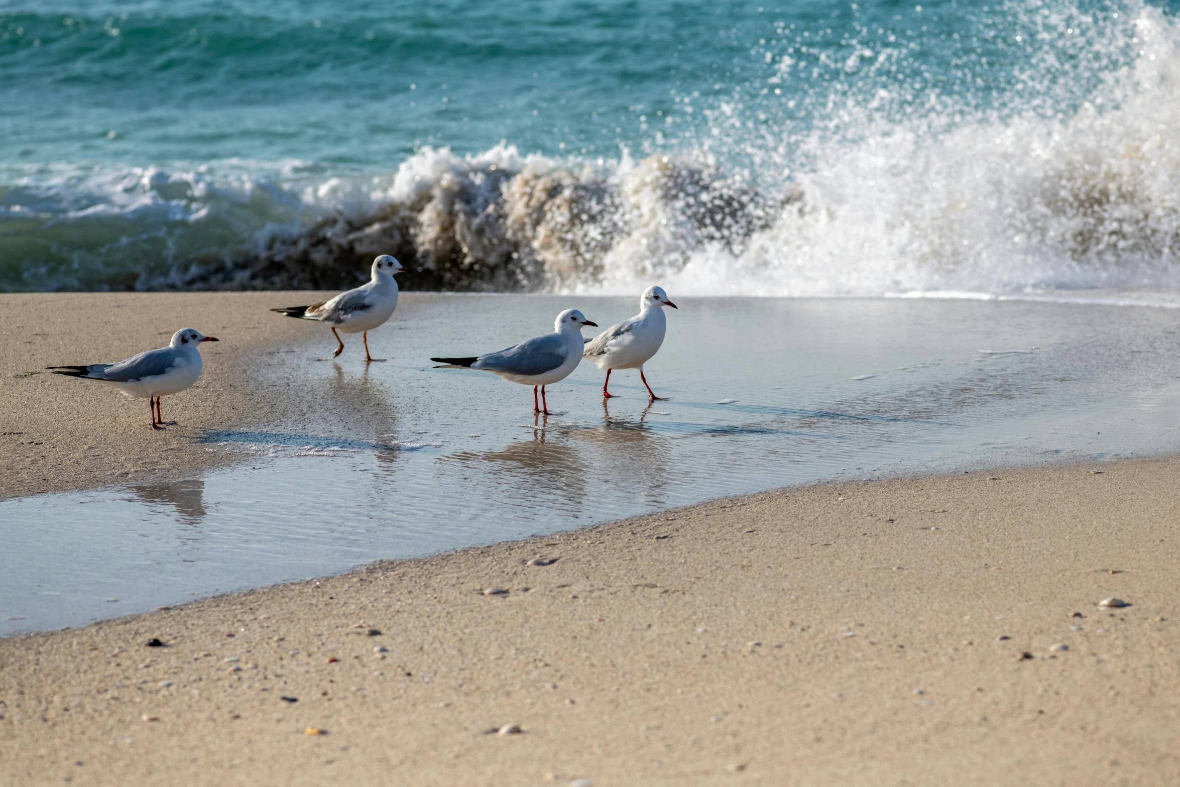 a group of birds standing on the shore of the water