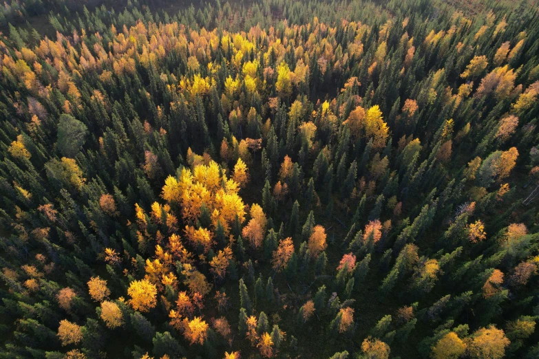 aerial view of a forest with many trees in autumn