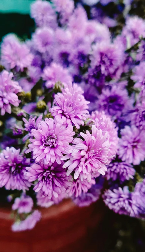 flowers bloom in a pot that is sitting on a table