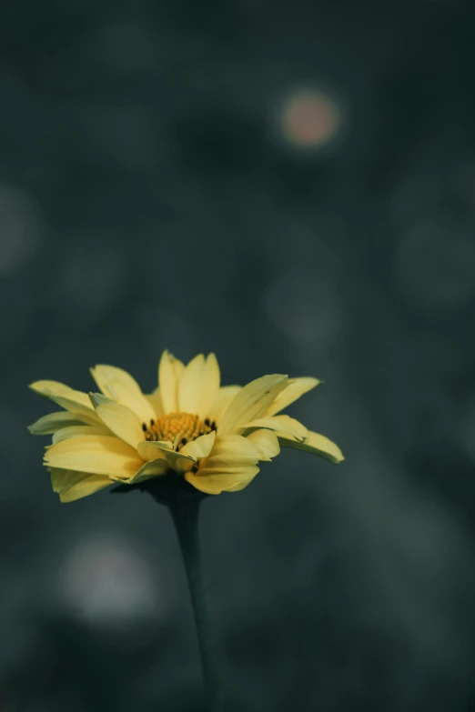 a yellow flower with green blurry background