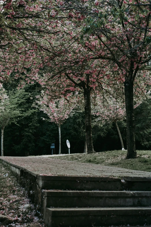 tree with blossoming nches beside stairs and benches