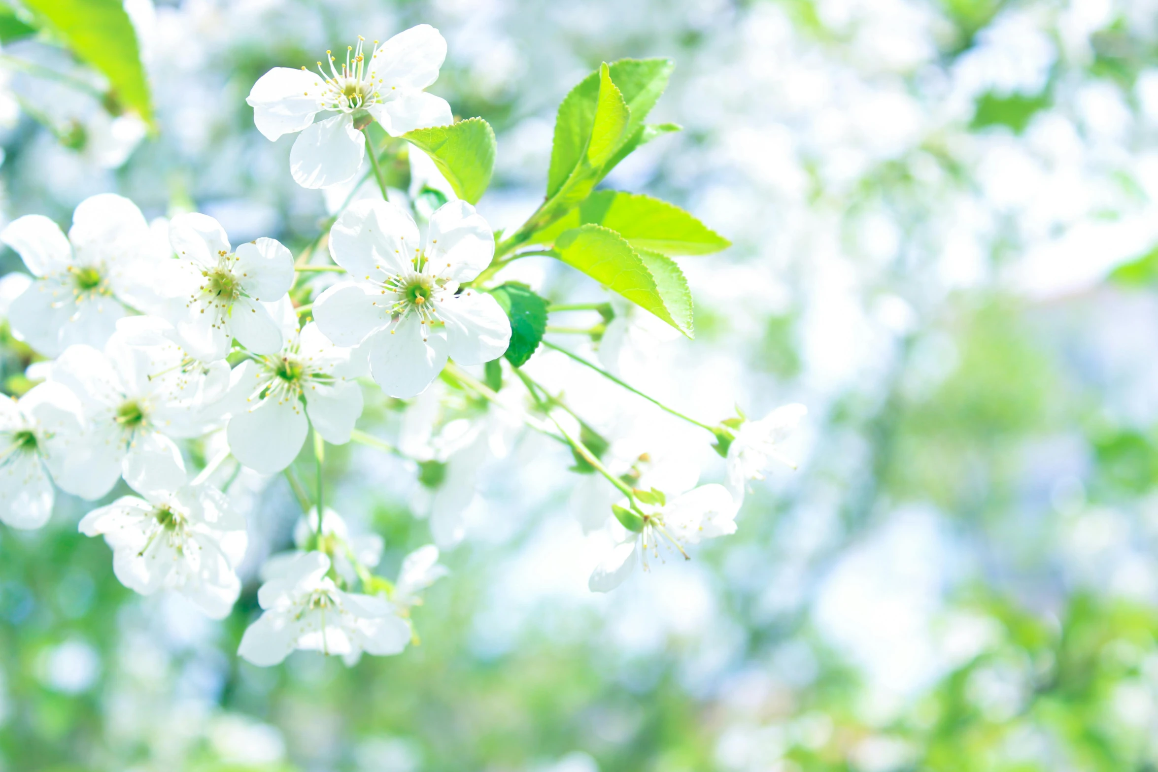 some white flowers are hanging on a tree