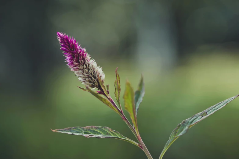 a flower stem in full bloom in a green forest