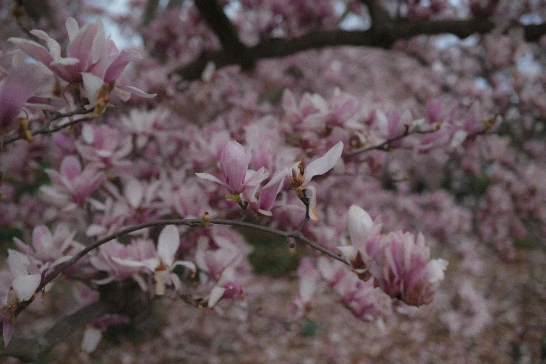 flowering tree with pink blossoms in early spring