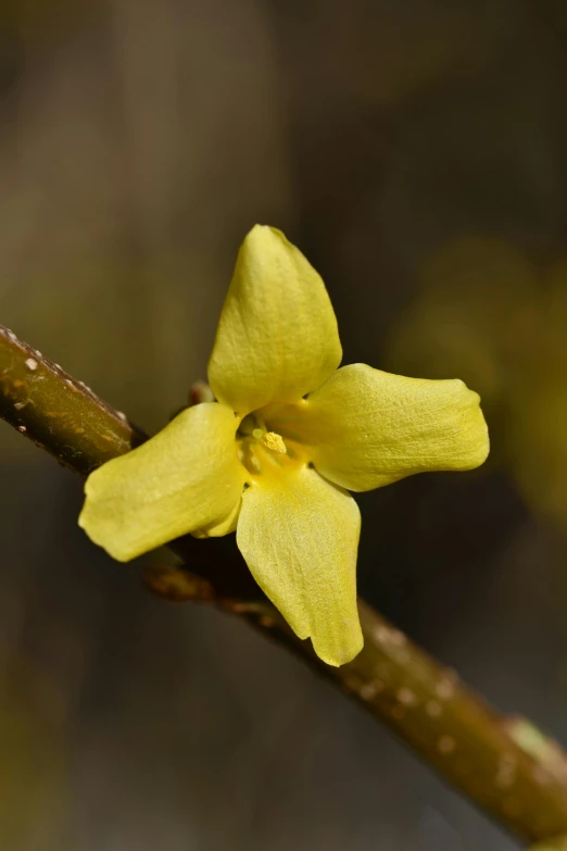 a bright yellow flower is hanging on a stem