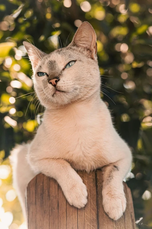 a close up of a cat lying on a wooden surface