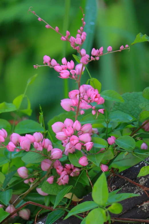 pink flowers on a plant with lots of leaves