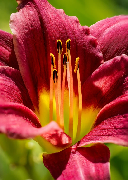 pink and yellow flowers with green background