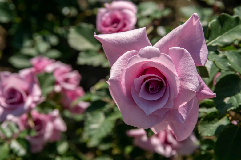 pink flowers in the middle of green leaves