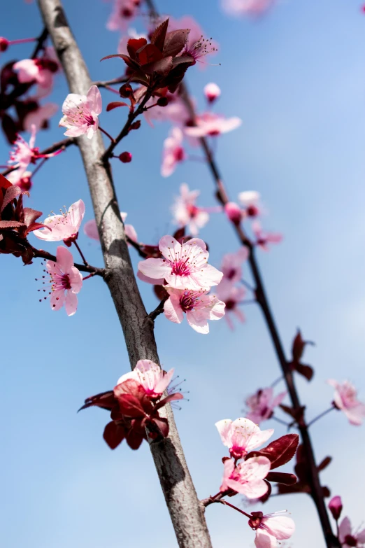 this is a view of an extremely flowering tree