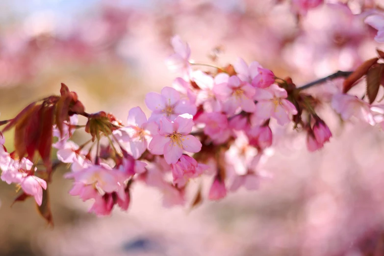 a close up image of pink flowers in a tree