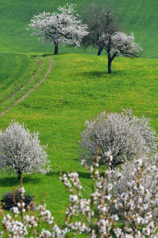 trees in the distance with green field and hills in the background