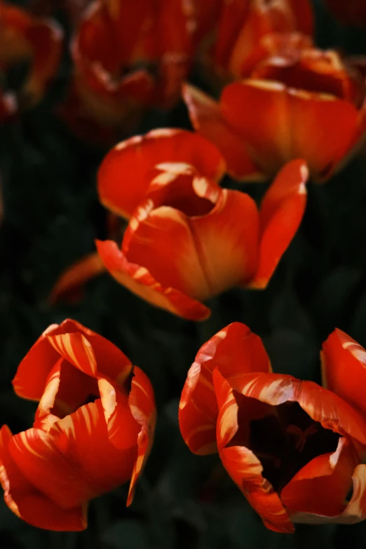 the red and yellow flowers are in bloom