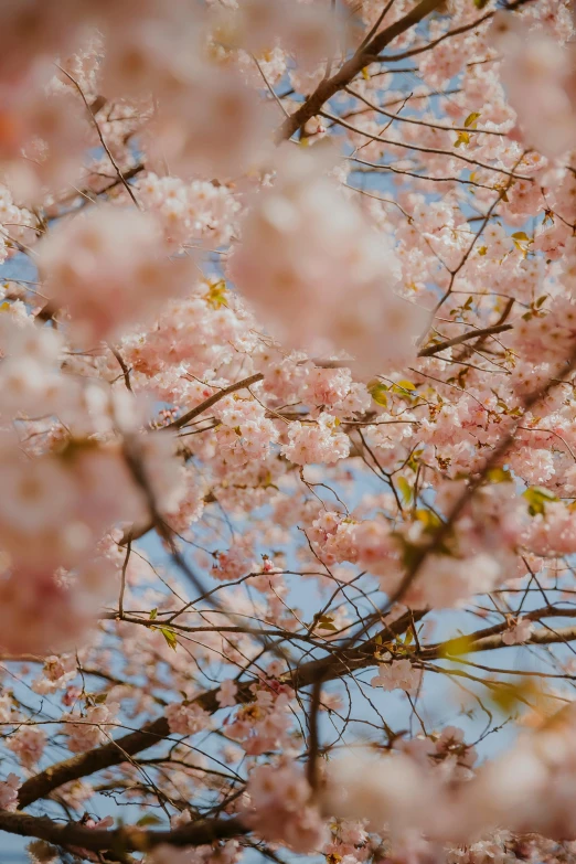 some pretty pink blossoms on a tree nch