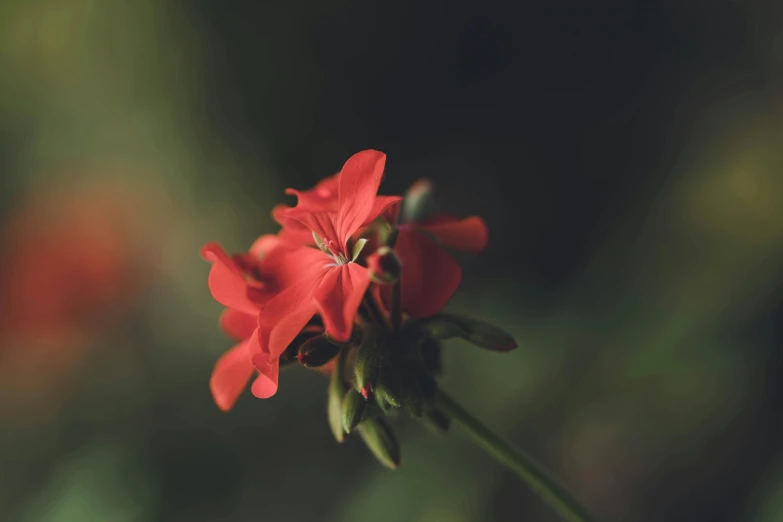 a plant with a red flower on the stems