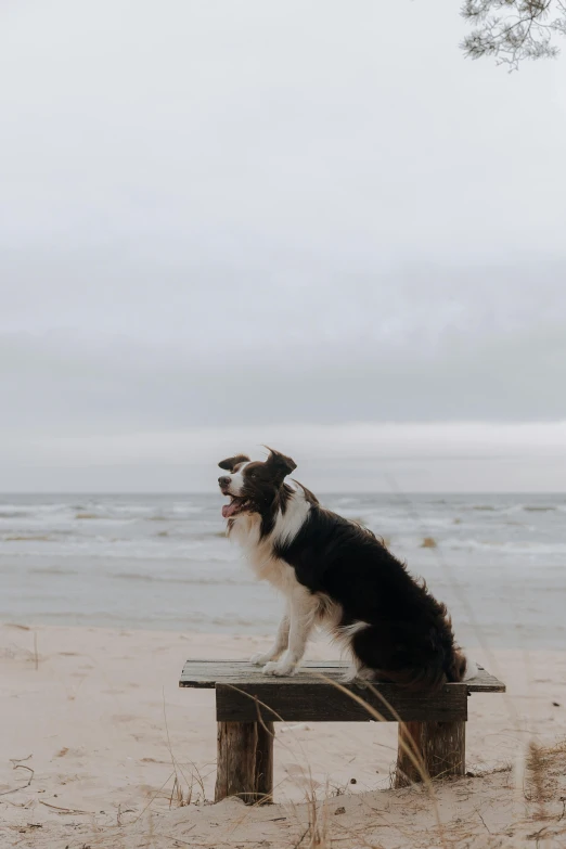 a dog that is sitting on top of a bench