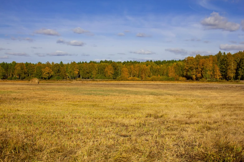 an empty, dry pasture in front of trees and shrubs