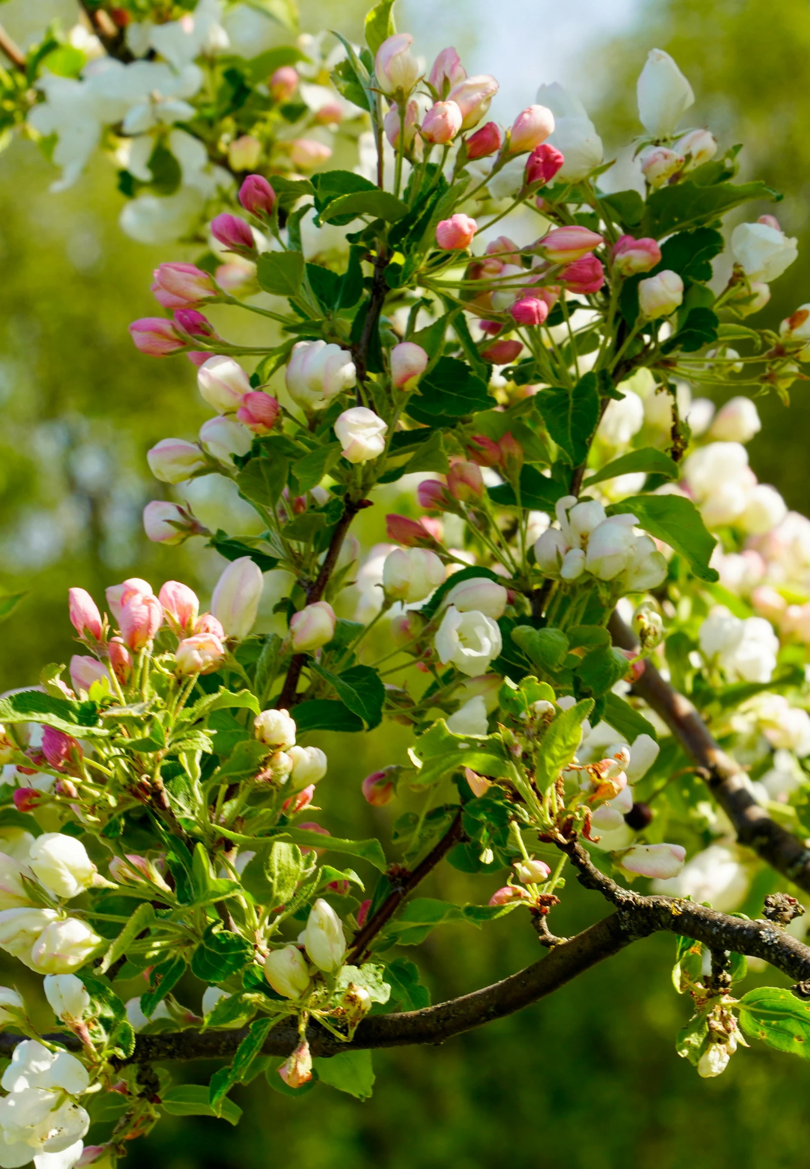 a tree has white flowers in a green setting