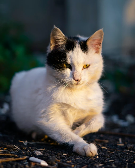 a cat with yellow eyes laying down