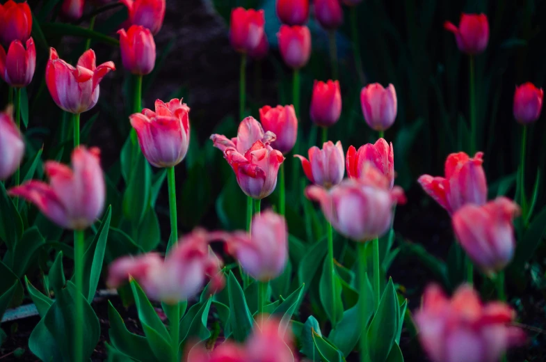 pink flowers and green stems stand together