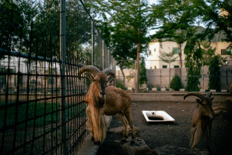 some goats that are standing next to a fence