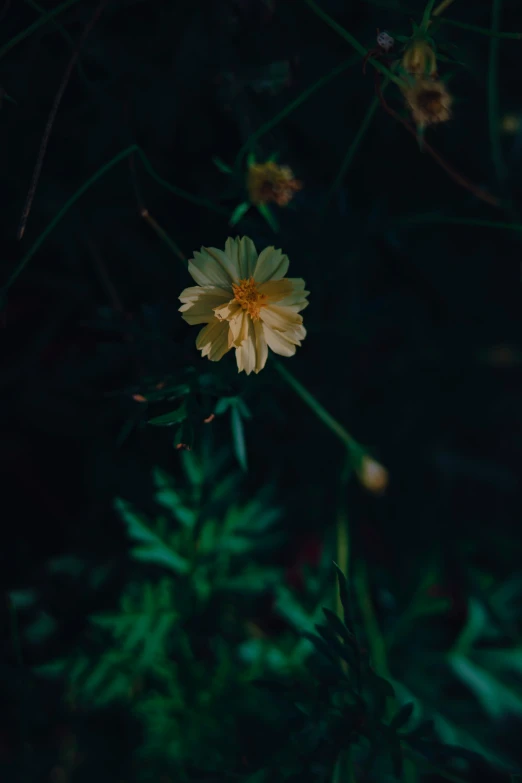 a yellow flower in the middle of some leaves