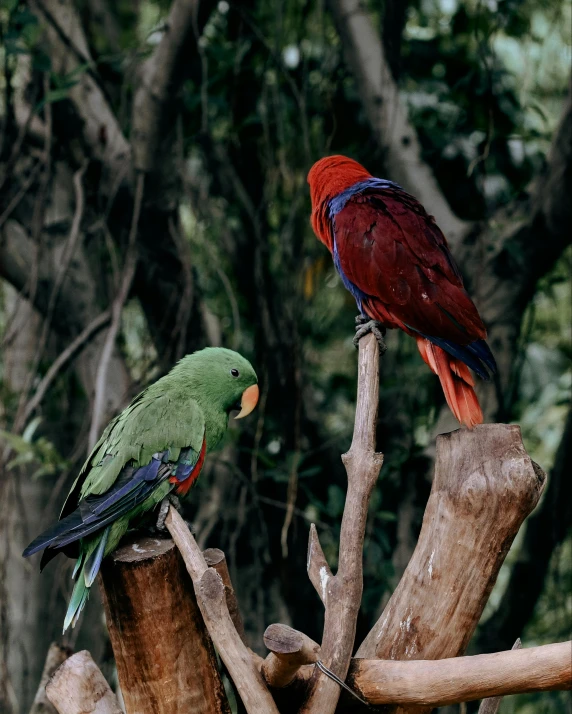 two parrots perched on a tree nch looking around