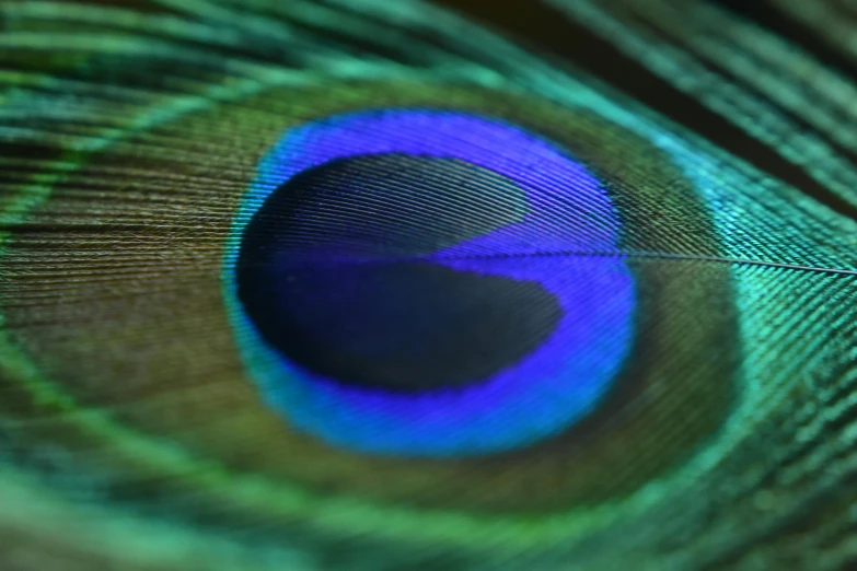 closeup image of the back end of an peacock feather