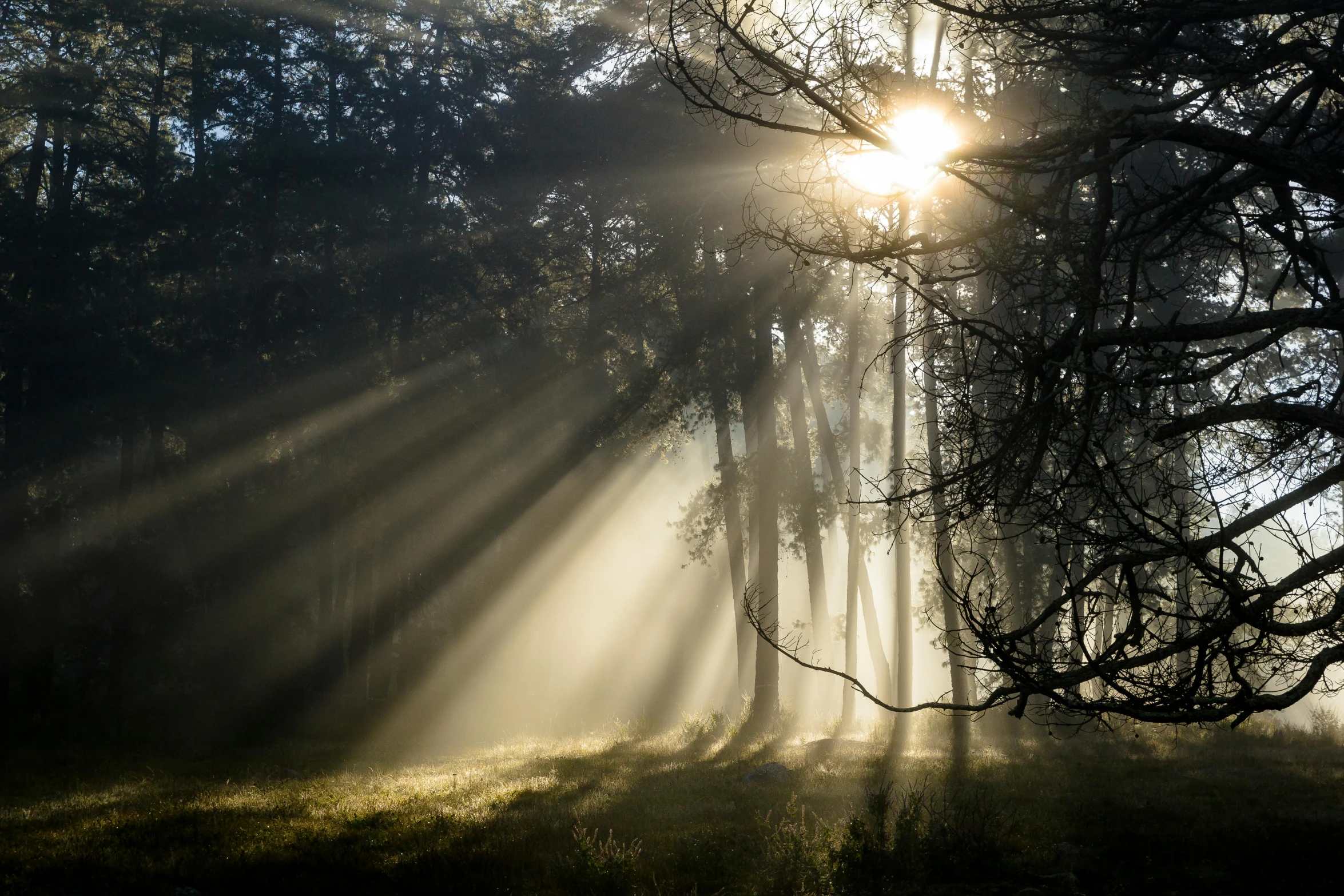 a foggy forest has some tree nches