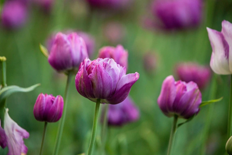 a bunch of pink flowers are blooming