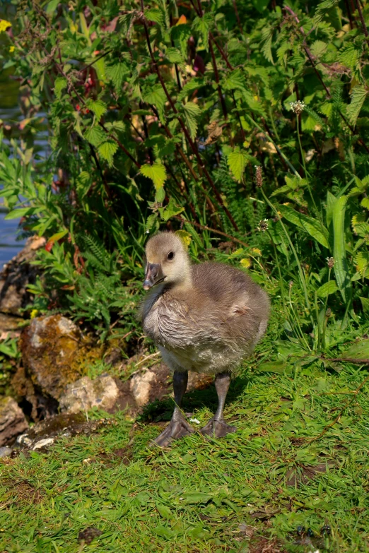 a duck standing in front of bushes by the water