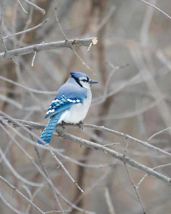 a blue jay perched on a nch in the rain