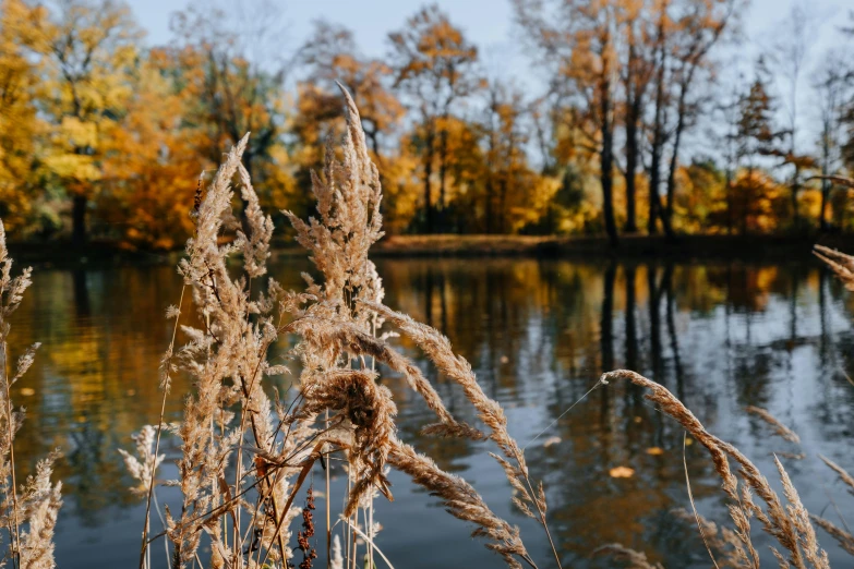 some grass and a pond are close by