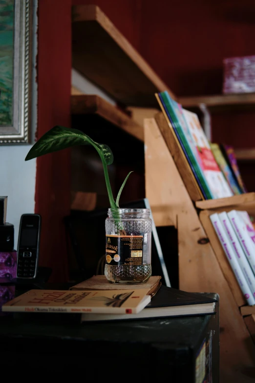 a small plant growing in a mason jar