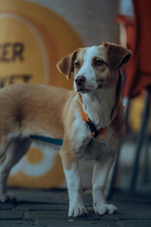 a brown dog stands next to a tan and white puppy with it's mouth open