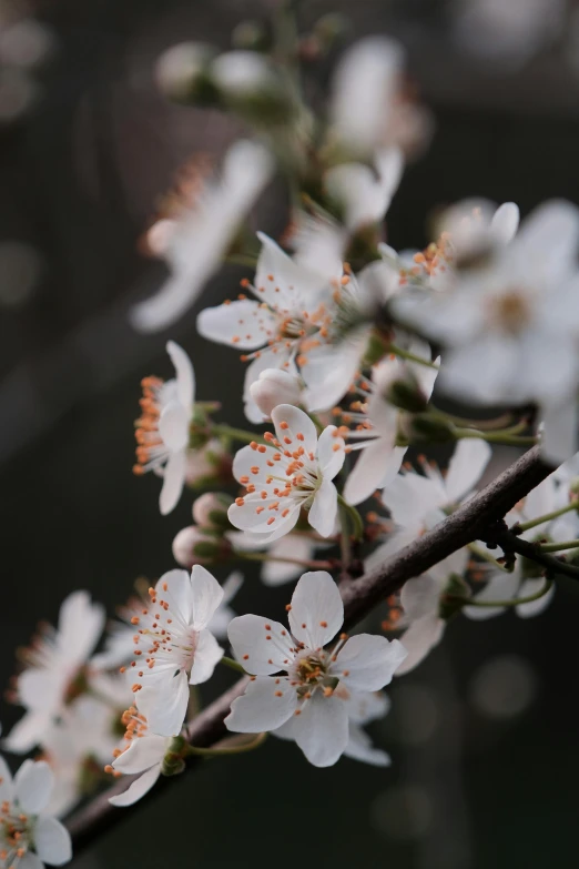 a close up of flowers on the stems of trees