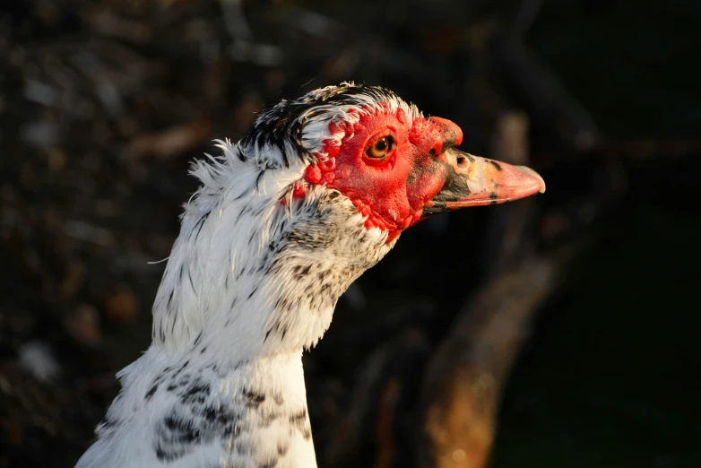 a red head with black spots is standing outside