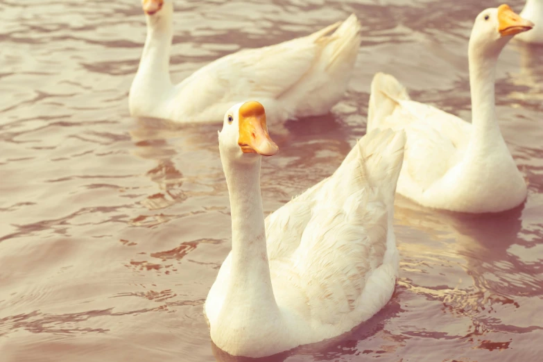 a group of four white ducks floating on top of a lake