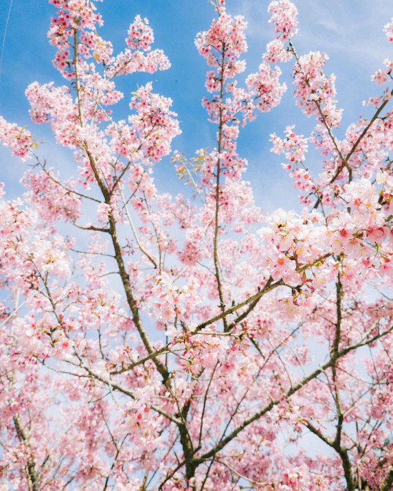 pink cherry blossoms in blossom bloom against the blue sky