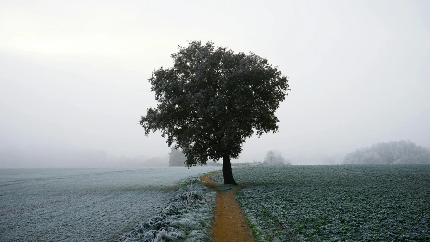 a lone tree is in a field at the edge of a path