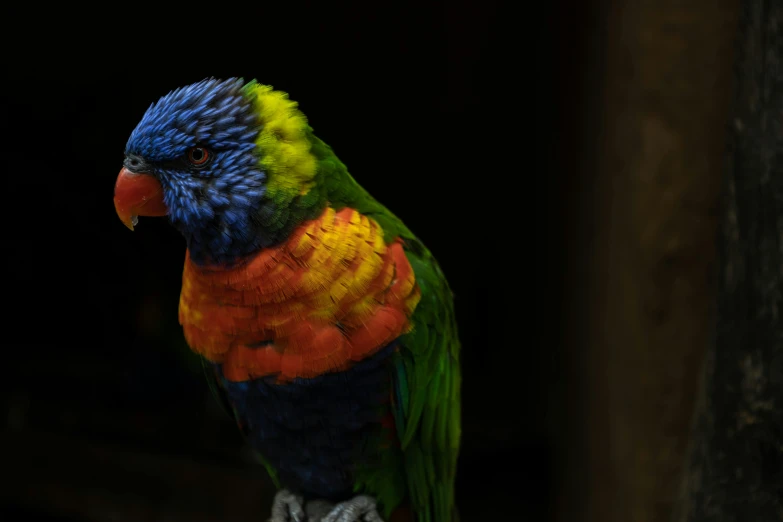 a brightly colored parrot perched on a perch