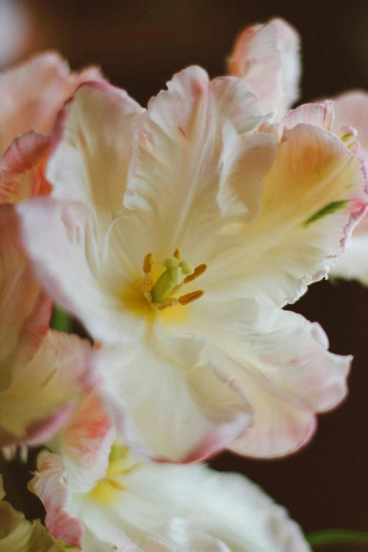 several white and pink flowers in a vase